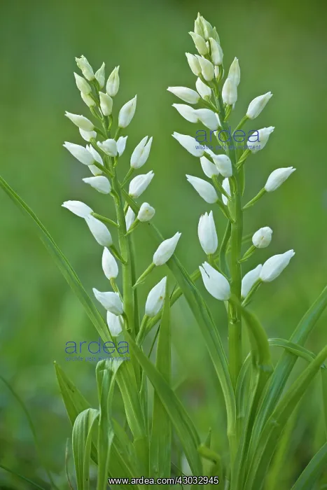 : Sword-leaved Helleborine in flower : Sword-leaved Helleborine in flower