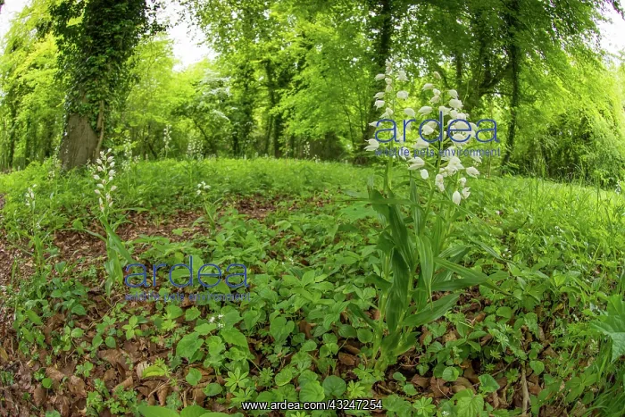 : Sword-leaved helleborine - group of flowers - in : Sword-leaved helleborine - group of flowers - in