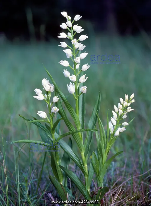 : Sword-leaved Helleborine Orchid - Back from the : Sword-leaved Helleborine Orchid - Back from the