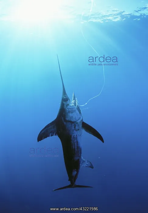 : Swordfish hooked on line : Swordfish hooked on line