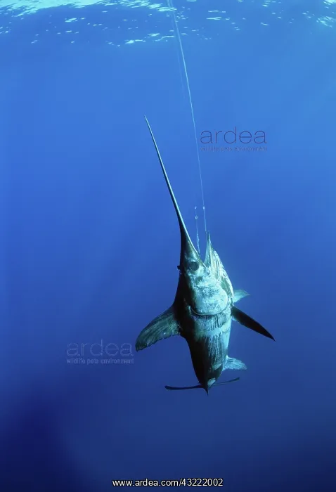 : Swordfish hooked on line : Swordfish hooked on line