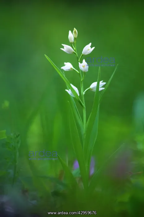 : Swordleaf-Helleborine : Swordleaf-Helleborine