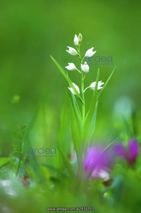 : Swordleaf-Helleborine : Swordleaf-Helleborine
