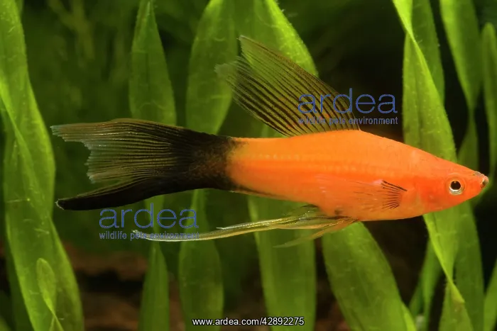  : Swordtail (Xiphophorus helleri)