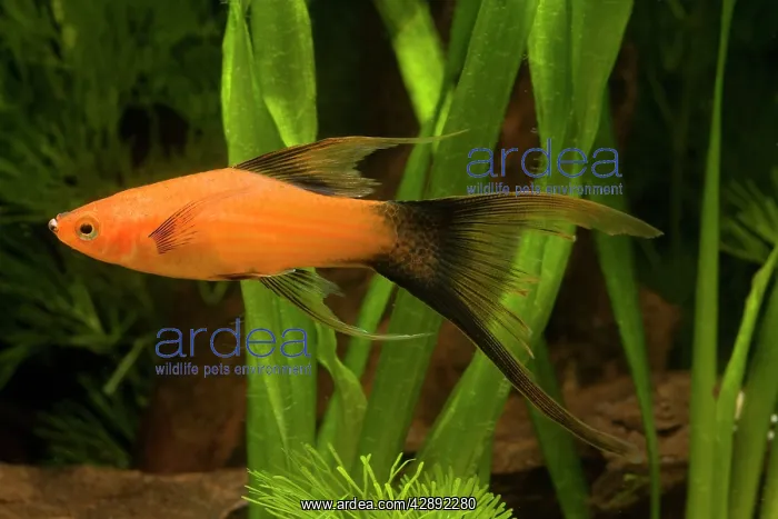  : Swordtail (Xiphophorus helleri)