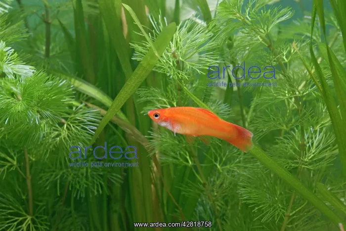 : Swordtail Fish - female side view by weeds : Swordtail Fish - female side view by weeds