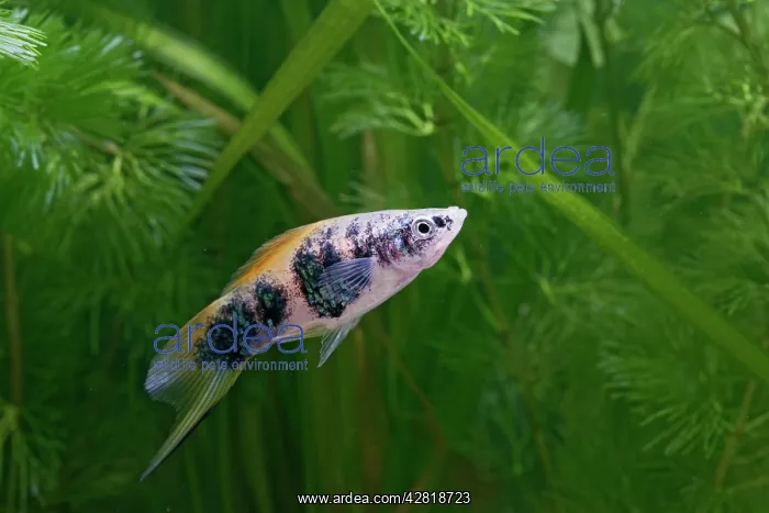 : Swordtail Fish - male side view by weeds : Swordtail Fish - male side view by weeds