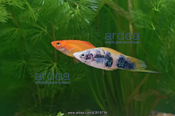 : Swordtail - pair side view by weeds : Swordtail - pair side view by weeds