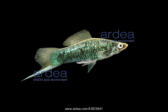 : SWORDTAIL / PLATY Fish : SWORDTAIL / PLATY Fish