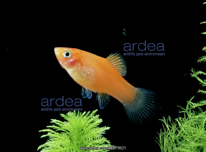 : SWORDTAIL / PLATY hybrid : SWORDTAIL / PLATY hybrid