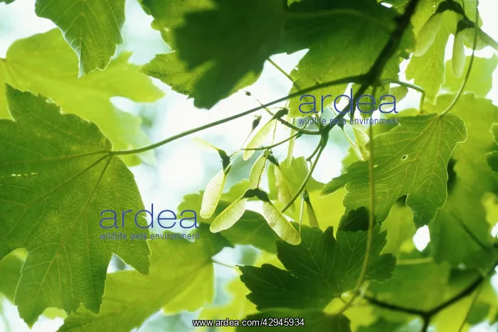 : Sycamore, Acer pseudoplatanus : Sycamore, Acer pseudoplatanus