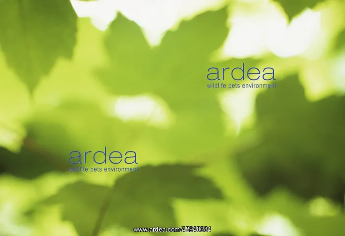 : Sycamore, Acer pseudoplatanus : Sycamore, Acer pseudoplatanus