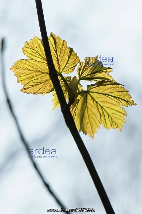 : Sycamore. Copper - green new leaves of Sycamore : Sycamore. Copper - green new leaves of Sycamore