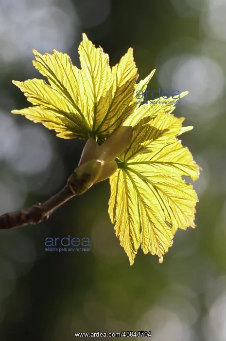 : Sycamore. Coppery - green new leaves of Sycamore : Sycamore. Coppery - green new leaves of Sycamore