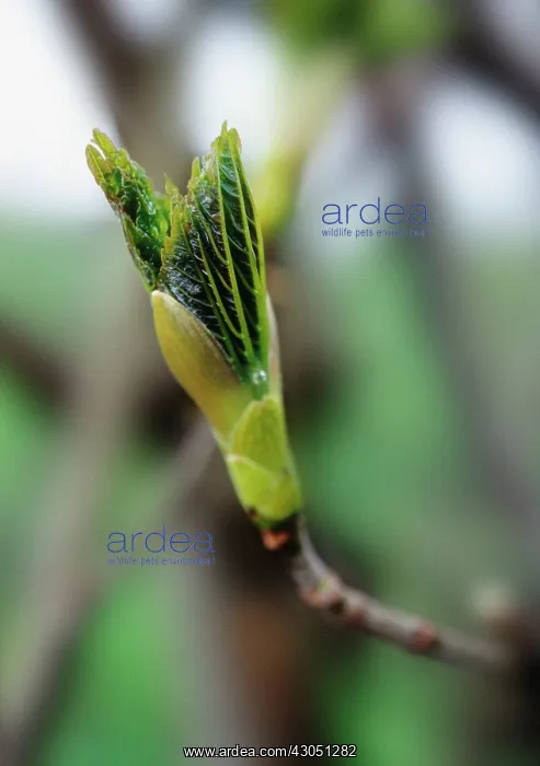: Sycamore, Acer pseudoplatanus : Sycamore, Acer pseudoplatanus