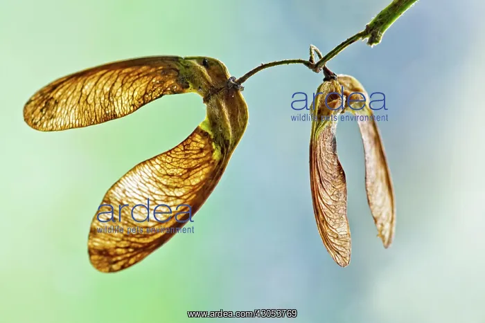 : Sycamore. Close view of delicately veined winged seeds or keys of Sycamore : Sycamore. Close view of delicately veined winged seeds or keys of Sycamore