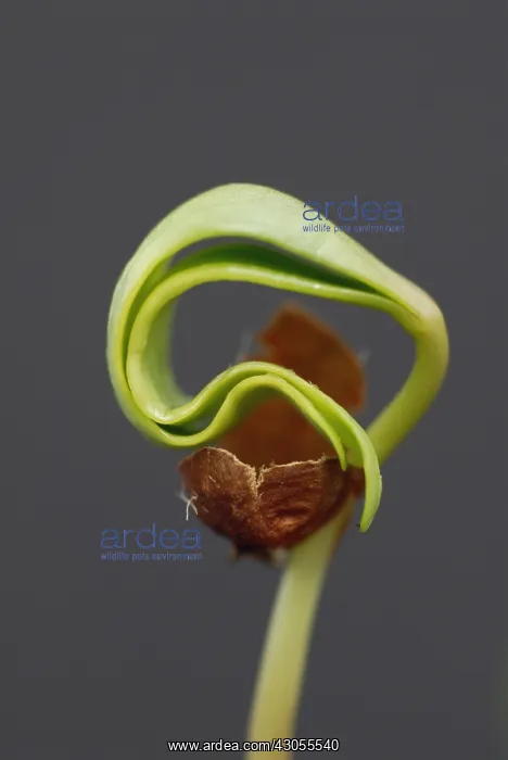 : Sycamore, Acer pseudoplatanus : Sycamore, Acer pseudoplatanus
