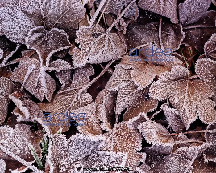 : Sycamore, Acer pseudoplatanus : Sycamore, Acer pseudoplatanus