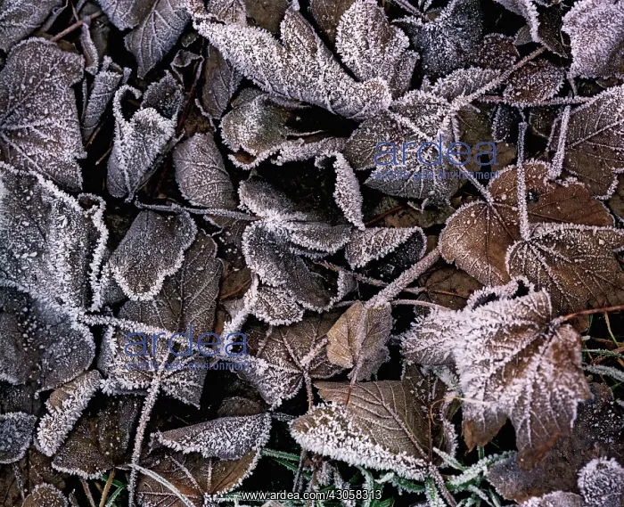 : Sycamore, Acer pseudoplatanus : Sycamore, Acer pseudoplatanus