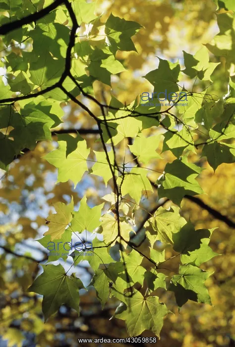 : Sycamore, Acer pseudoplatanus : Sycamore, Acer pseudoplatanus