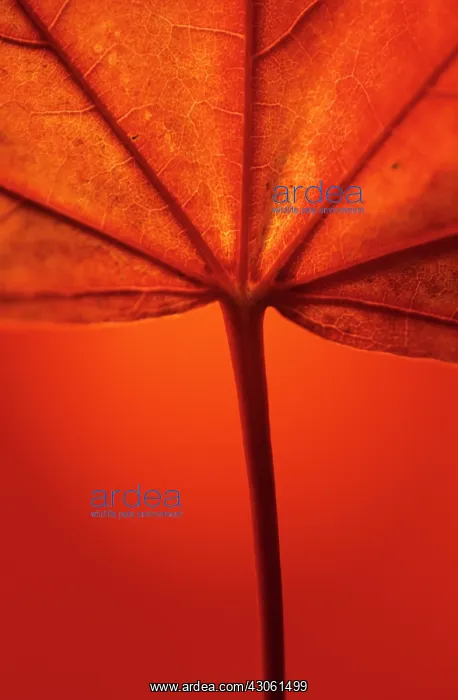 : Sycamore, Acer pseudoplatanus : Sycamore, Acer pseudoplatanus