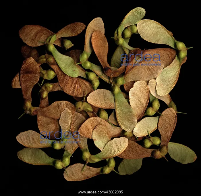 : Sycamore, Acer pseudoplatanus : Sycamore, Acer pseudoplatanus