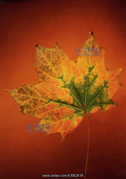 : Sycamore, Acer pseudoplatanus : Sycamore, Acer pseudoplatanus
