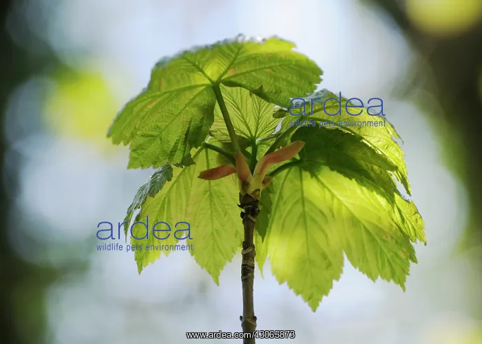 : Sycamore, Acer pseudoplatanus : Sycamore, Acer pseudoplatanus