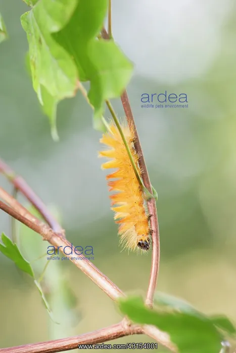 : Sycamore (Acronicta aceris) walking on Field Maple (Acer campestre) : Sycamore (Acronicta aceris) walking on Field Maple (Acer campestre)