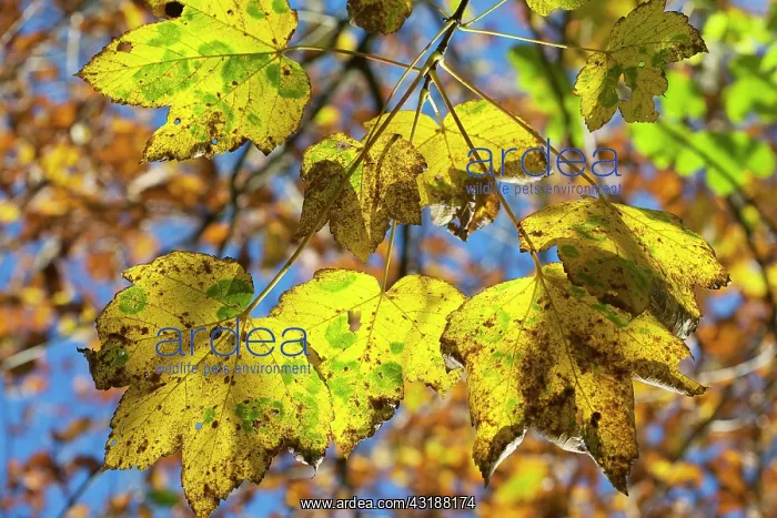: Sycamore (Acer pseudoplatanus) colourful leaves of the sycamore maple : Sycamore (Acer pseudoplatanus) colourful leaves of the sycamore maple