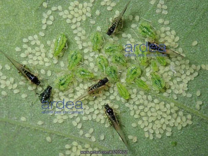 : Sycamore aphid (Periphyllus), pests, young and adults : Sycamore aphid (Periphyllus), pests, young and adults
