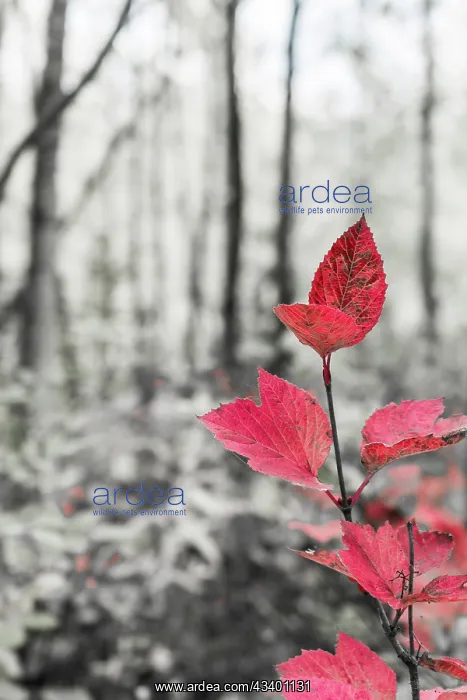 : Sycamore branch in forest setting : Sycamore branch in forest setting