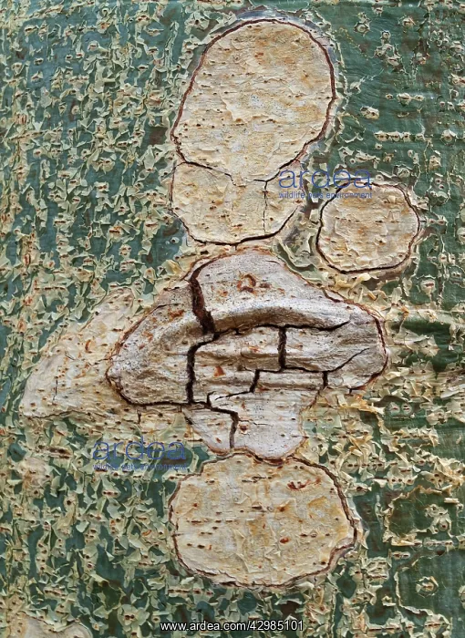 : Sycamore Fig - detail of a bark : Sycamore Fig - detail of a bark