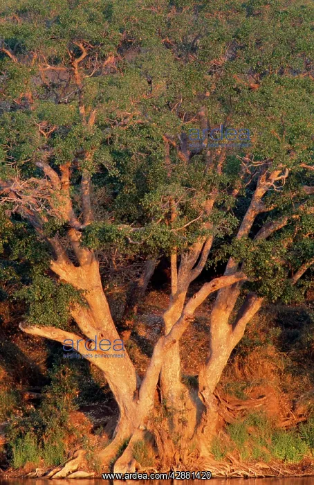 : Sycamore Fig - in evening light, on the bank of : Sycamore Fig - in evening light, on the bank of