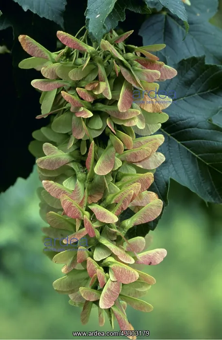 : SYCAMORE FRUITS - close-up : SYCAMORE FRUITS - close-up