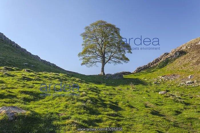 : Sycamore Gap tree - single sycamore tree standing : Sycamore Gap tree - single sycamore tree standing