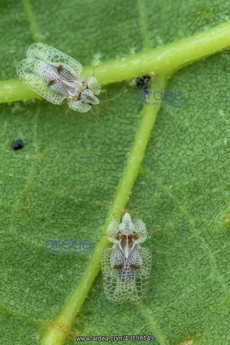 : Sycamore Lace Bug (Corythucha ciliata), St Jean : Sycamore Lace Bug (Corythucha ciliata), St Jean