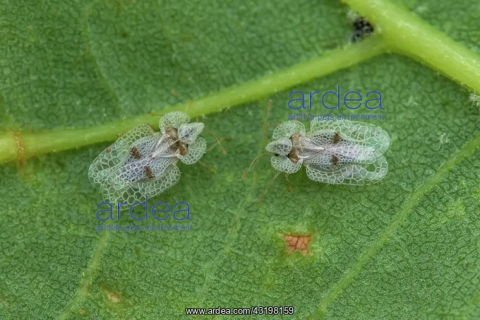 : Sycamore Lace Bug (Corythucha ciliata), St Jean : Sycamore Lace Bug (Corythucha ciliata), St Jean