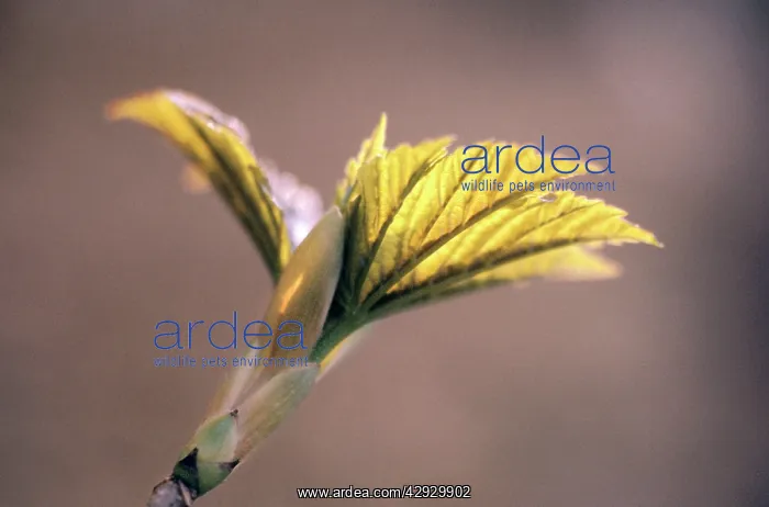 : SYCAMORE - leaf : SYCAMORE - leaf