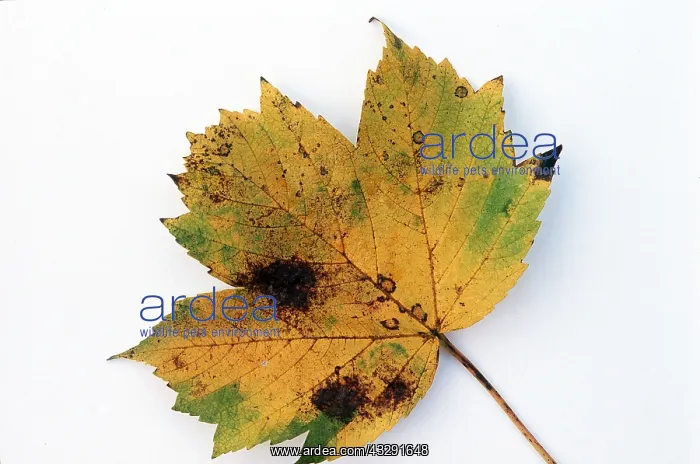 : SYCAMORE LEAF : SYCAMORE LEAF