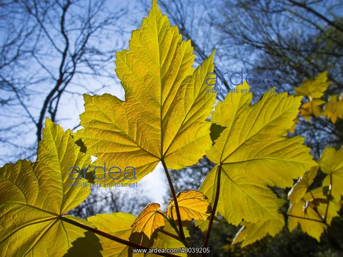  : Sycamore leaves - Birmingham UK
