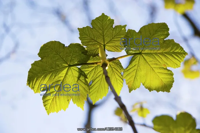 : Sycamore leaves - Newly emerged leaves in the spring : Sycamore leaves - Newly emerged leaves in the spring