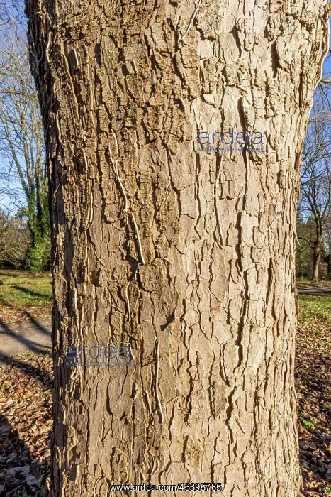 : Sycamore maple (Acer pseudoplatanus) Purpureum : Sycamore maple (Acer pseudoplatanus) Purpureum
