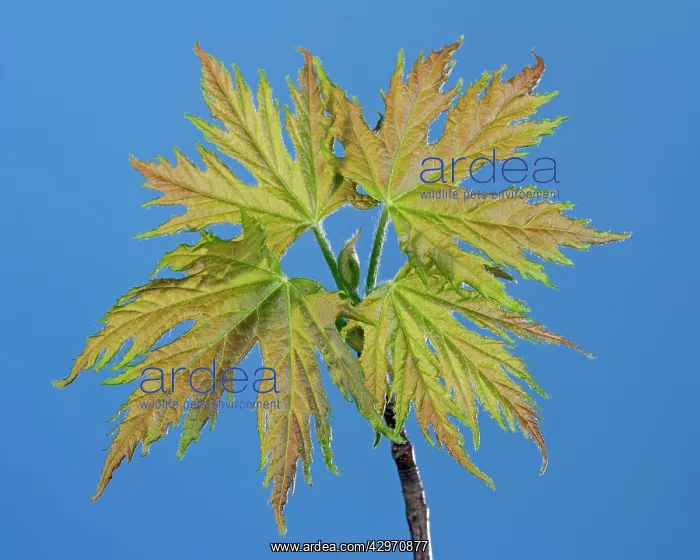 : Sycamore Maple - buding in spring : Sycamore Maple - buding in spring