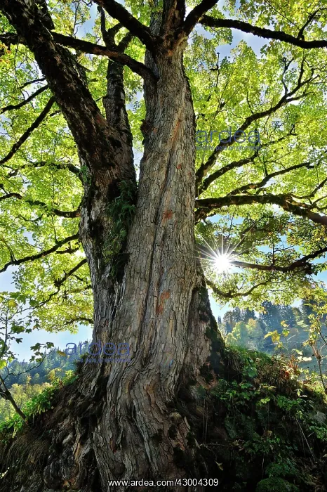 : Sycamore Maple False Plane-tree Great Maple Scottish : Sycamore Maple False Plane-tree Great Maple Scottish