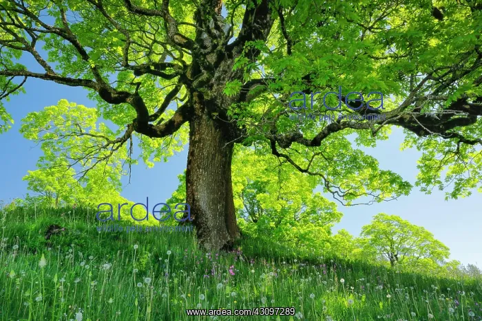  : Sycamore maple grove in mountain spring near Ennetbahl