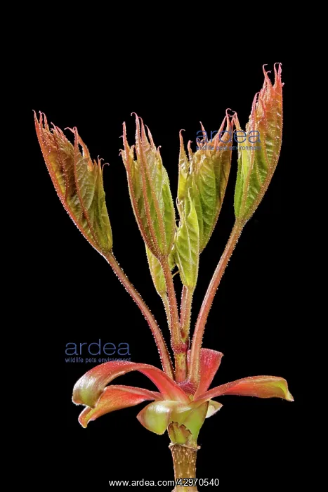 : Sycamore Maple - leaf bud opening in spring : Sycamore Maple - leaf bud opening in spring