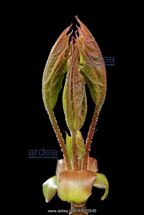 : Sycamore Maple - leaf bud opening in spring : Sycamore Maple - leaf bud opening in spring