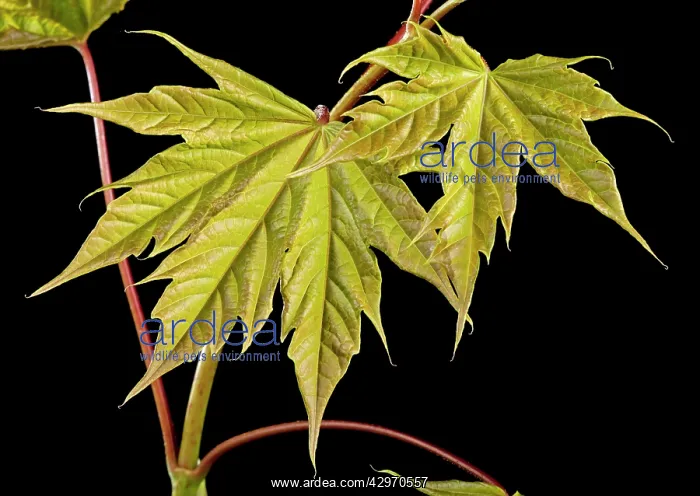 : Sycamore Maple - leaf bud opening in spring : Sycamore Maple - leaf bud opening in spring