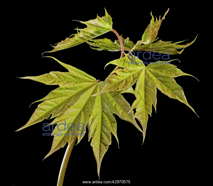 : Sycamore Maple - leaf bud opening in spring : Sycamore Maple - leaf bud opening in spring